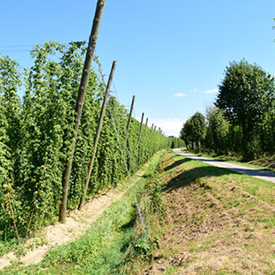 Das Hopfenland im Hallertau mit einem schönen Feldweg umgeben von grüner Natur gilt als schönes Ausflugsziel in Niederbayern.